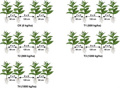 Exploring the effect of different application rates of biochar on the accumulation of nutrients and growth of flue-cured tobacco (Nicotiana tabacum)